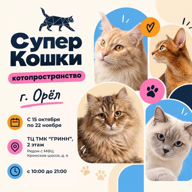 Орёл, «Супер Кошки» с 15 октября